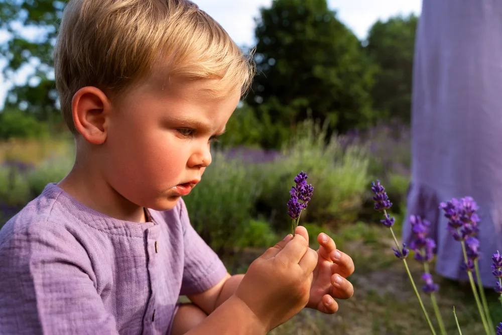 Lavender: Benefits, Safety, Side Effects, and More