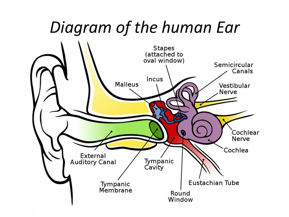 Vestibular Input Activities - Diagram of the Inner Ear