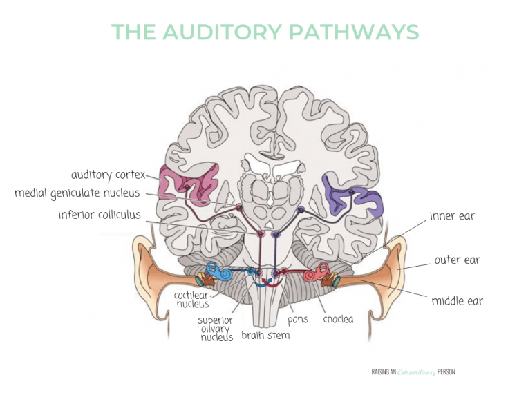 auditory processing pathway