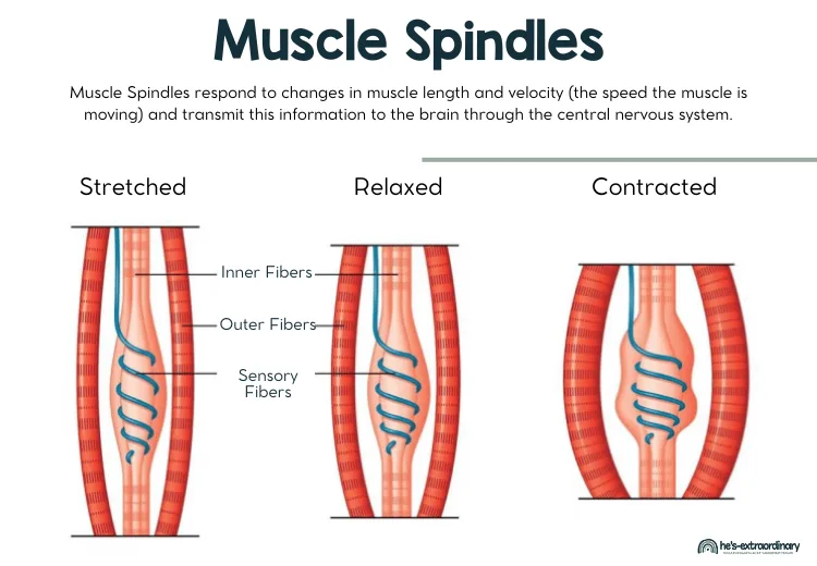 Muscle Spindles are a type of proprioceptor that responds to changes in muscle length and velocity (the speed the muscle is moving) and transmit this information to the brain through the central nervous system, following a neural pathway. 