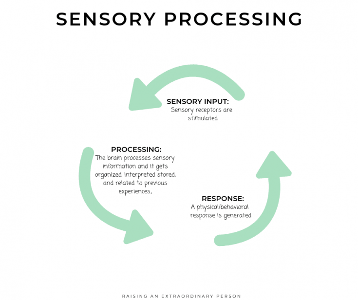 The Sensory Spectrum & Sensory Processing Disorder Parent Resources