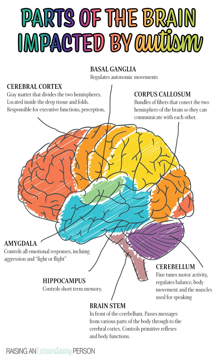 The parts of the brain impacted by autism - overview and diagram of brain.