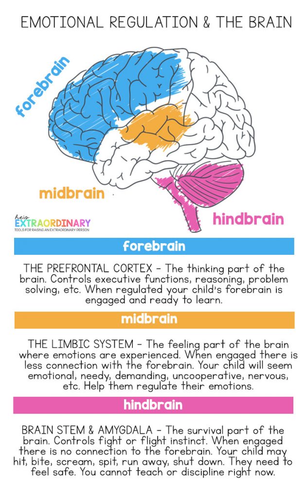 Diagram of the three regions of the brain = forebrain, midbrain, and hindbrain. Explains how emotional regulation affects brain function.