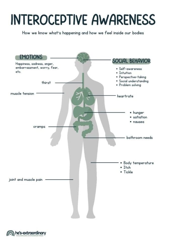 Everything Interoception What It Is How It Works Impact On Self Regulation And More 