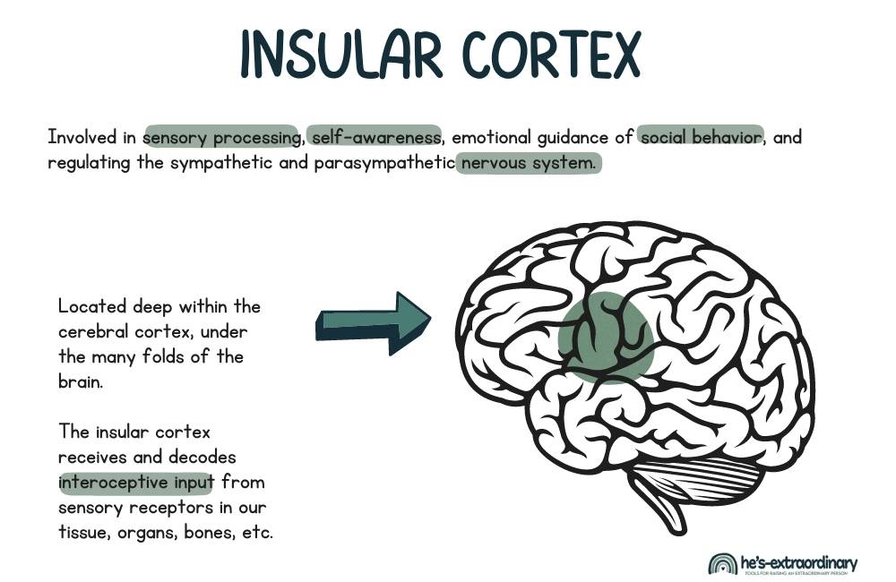Diagram of the brain that highlights the insular cortex and brief explains the function of this area of the brain. 