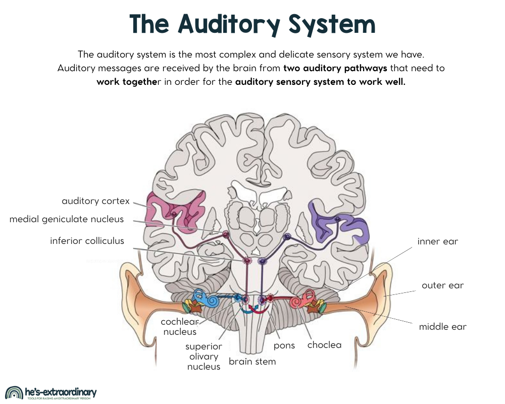 Diagram illustrating the components of the auditory system.  The Peripheral Auditory System: This pathway involves the outer, middle, and inner ear. This pathway delivers all types of auditory sensory messages.

The Central Auditory System:  This pathway delivers only sensory messages received by the cochlear nucleus.