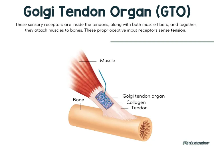 Golgi Tendon Organs (GTO) are inside the tendons, along with both muscle fibers, and together, they attach muscles to bones. 

These proprioceptive input receptors sense tension.