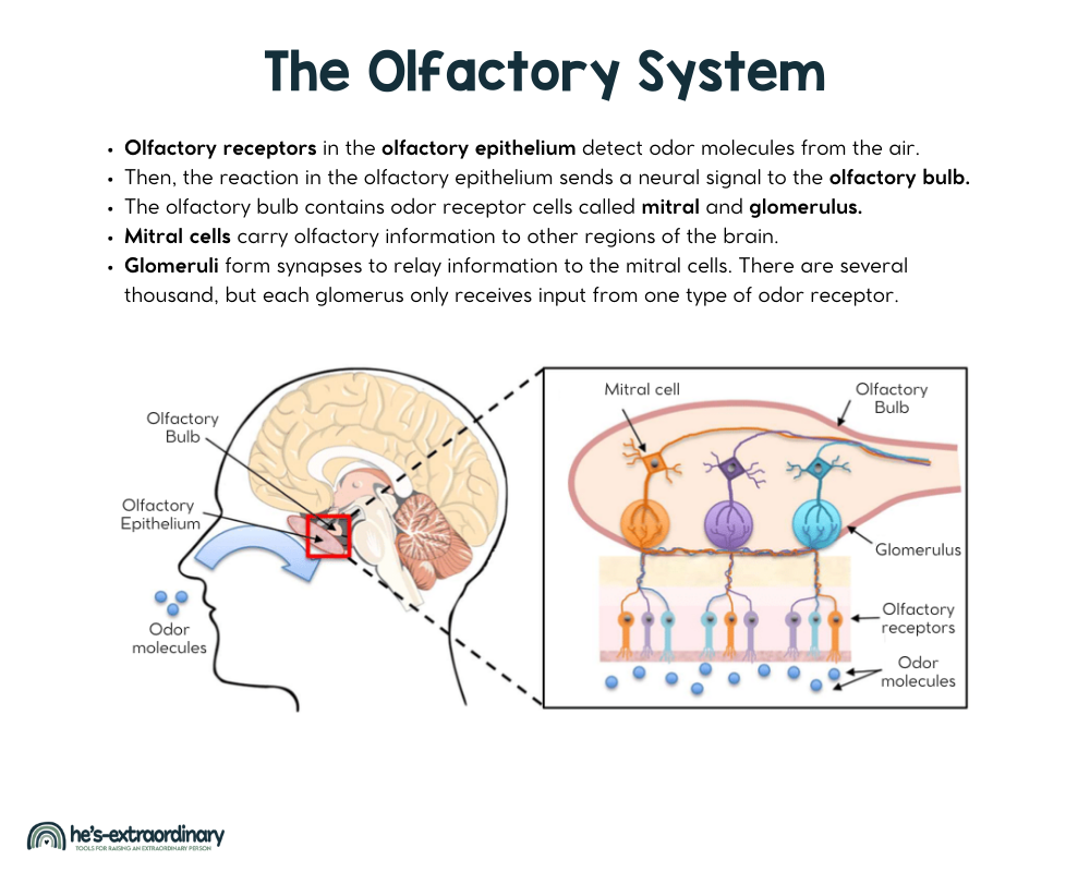 Olfactory receptors in the olfactory epithelium detect odor molecules from the air.
Then, the reaction in the olfactory epithelium sends a neural signal to the olfactory bulb.
The olfactory bulb contains odor receptor cells called mitral and glomerulus.
Mitral cells carry olfactory information to other regions of the brain. 
Glomeruli form synapses to relay information to the mitral cells. There are several thousand, but each glomerus only receives input from one type of odor receptor. 