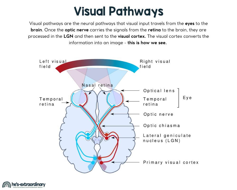 Visual pathways are the neural pathways that visual input travels from the eyes to the brain. Once the optic nerve carries the signals from the retina to the brain, they are processed in the LGN and then sent to the visual cortex. The visual cortex converts the information into an image - this is how we see. 