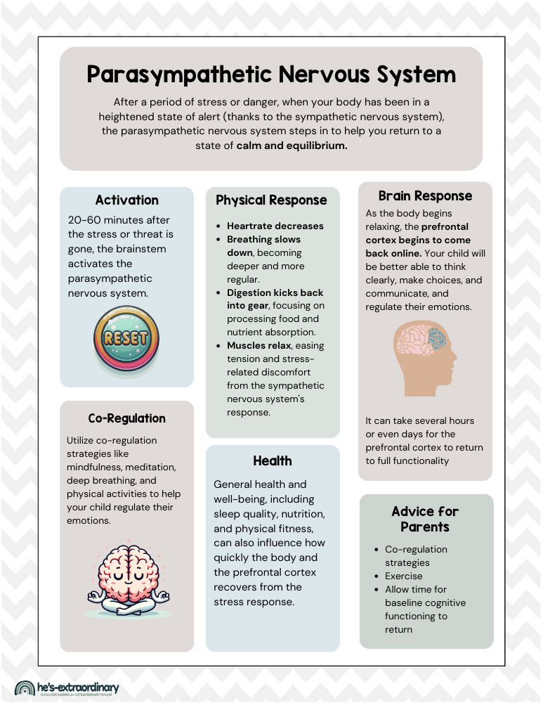 An overview of the parasympathetic nervous system