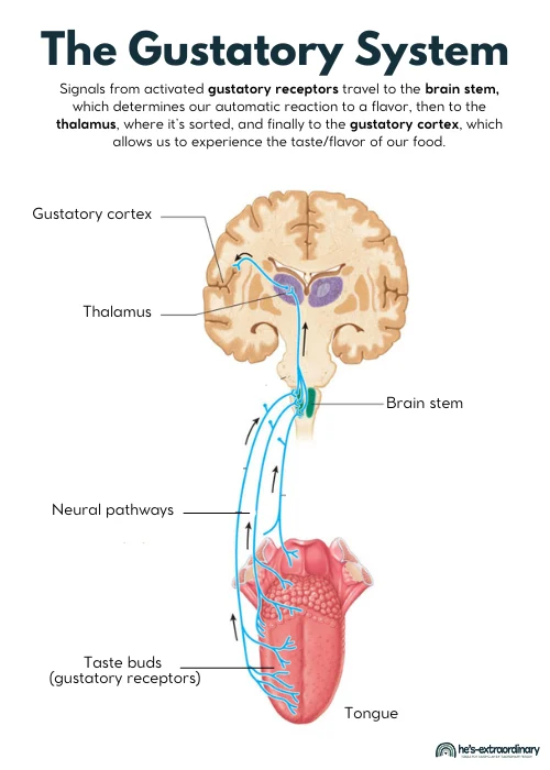 Diagram of the gustatory system: Signals from activated gustatory receptors travel to the brain stem, which determines our automatic reaction to a flavor, then to the thalamus, where it’s sorted, and finally to the gustatory cortex, which allows us to experience the taste/flavor of our food.